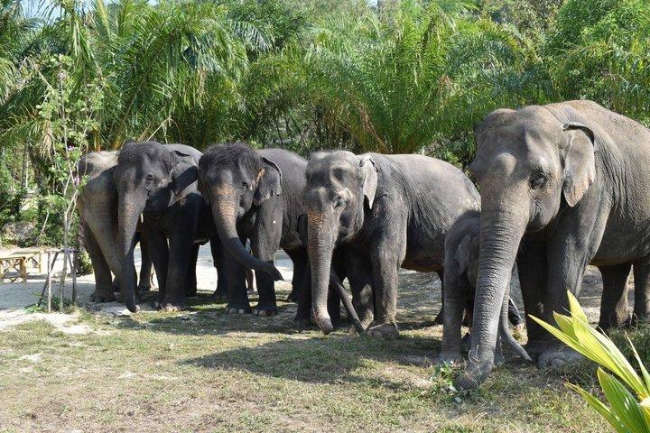 Phuket Ethical Elephant Care Sanctuary Nai Dee Half-Day or 2-Hour