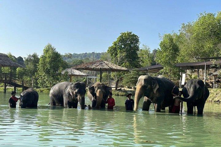 Phuket Ethical Elephant Care Sanctuary Nai Dee Half-Day or 2-Hour