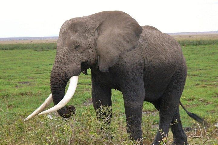 Explore Amboseli National Park Private Day Tour from Nairobi