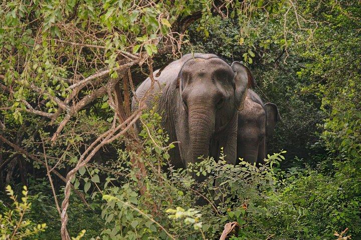 Yala National Park Private Jeep Safari with Entrance Ticket