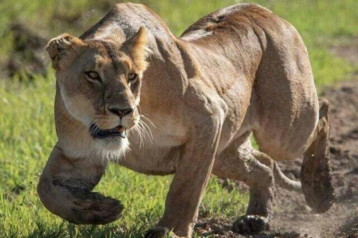 Lake Nakuru National Park:Day Trip from Nairobi