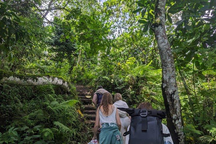 Best & Top of Arusha; Coffee Tour and Waterfall Hike.