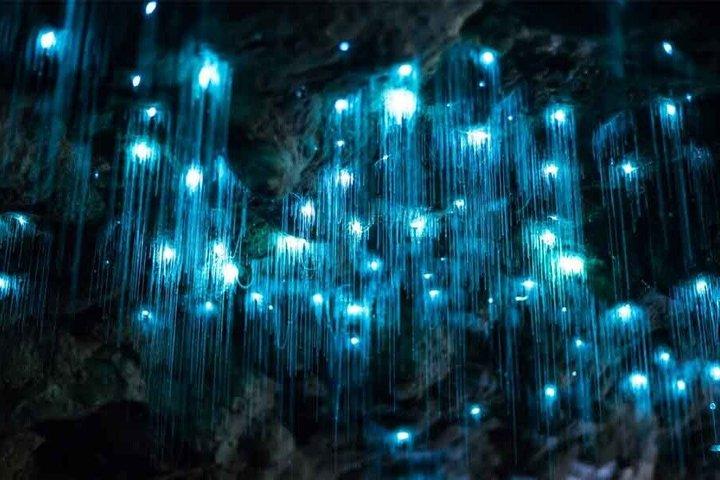 Gold Coast: HOHO - Tamborine Rainforest Skywalk + Glow Worm Caves