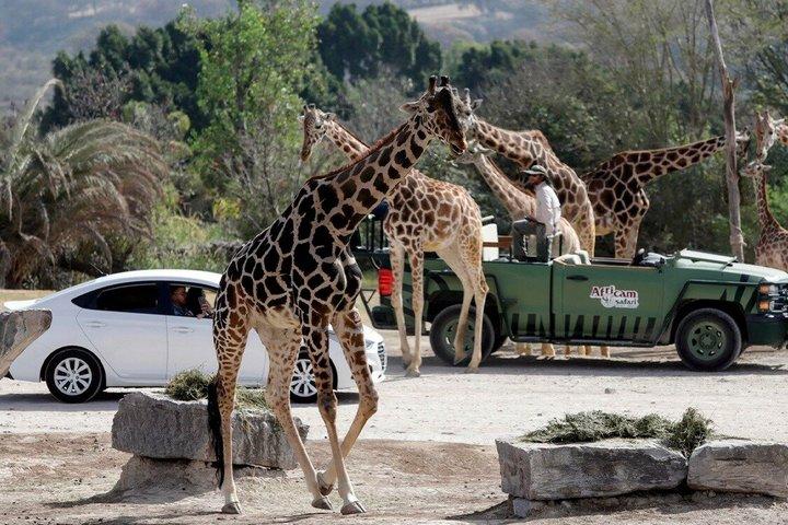 Africam Safari Private Vehicle