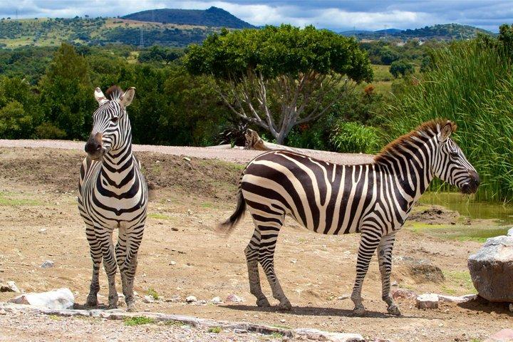 Africam Safari Private Vehicle