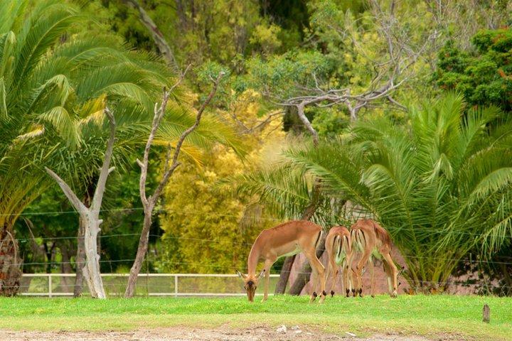 Africam Safari Private Vehicle