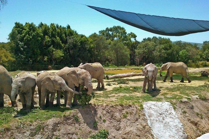 Africam Safari Private Vehicle