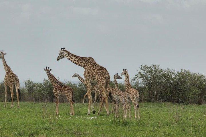 5 Day Kenya Safari Amboseli, Nakuru and Masai Mara Adventure