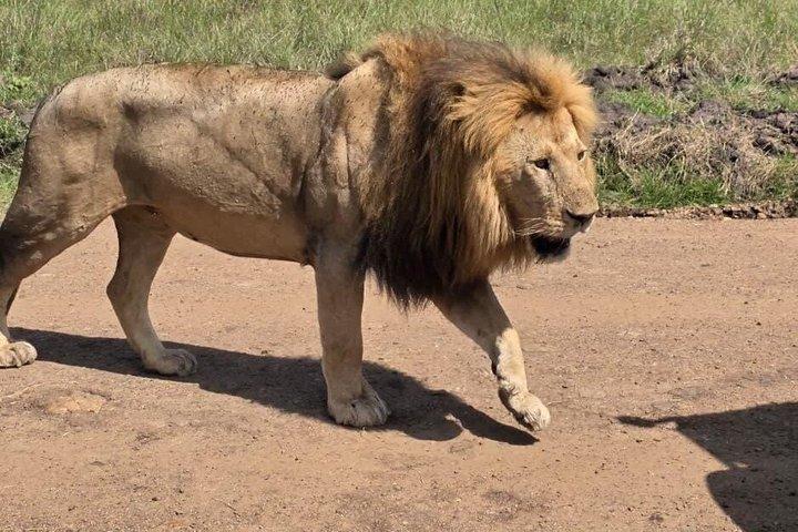5 Day Kenya Safari Amboseli, Nakuru and Masai Mara Adventure