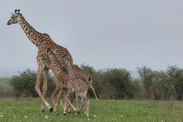 5 Day Kenya Safari Amboseli, Nakuru and Masai Mara Adventure