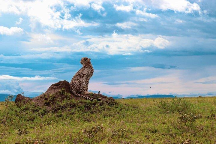 5 Day Kenya Safari Amboseli, Nakuru and Masai Mara Adventure