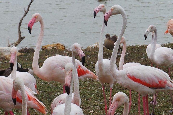 5 Days Masai Mara Lake Nakuru Sweetwaters