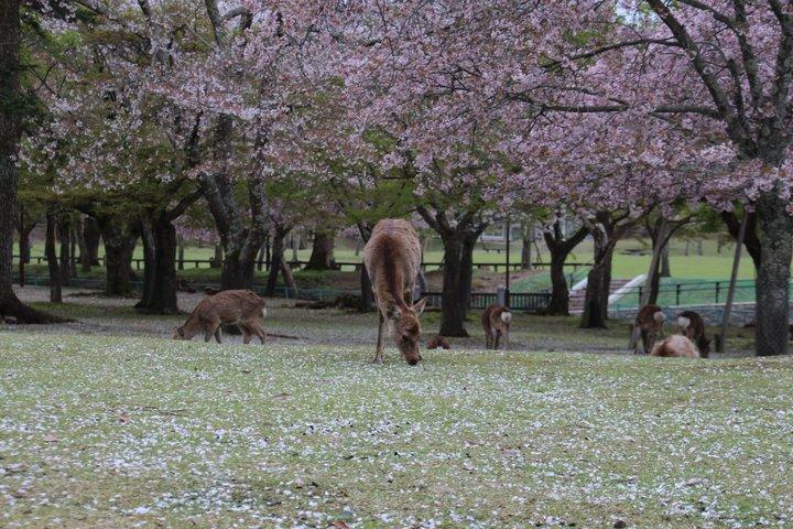 Nara Todaiji Kasuga Taisha Private Full Day Tour From Kyoto