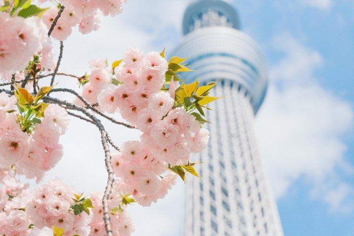 Tokyo Asakusa, Sensoji Temple and Skytree Walking Tour