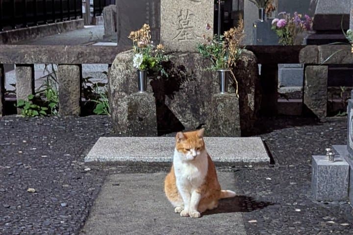 Tokyo True Crime and Ghost Stories Tour