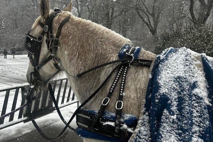 Horse Carriage Tour Through Central Park, NYC SINCE 1903