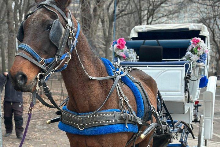 Horse Carriage Tour Through Central Park, NYC SINCE 1903