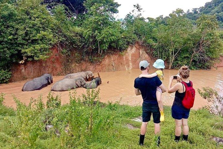 Ethical Elephant Sanctuary Experience with Hotel Pickup
