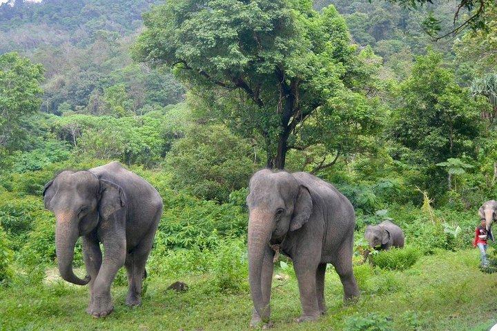 Phuket Ethical Elephant Care Sanctuary Nai Dee Half-Day or 2-Hour