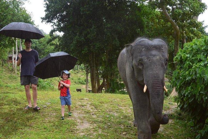 Ethical Elephant Sanctuary Experience with Hotel Pickup