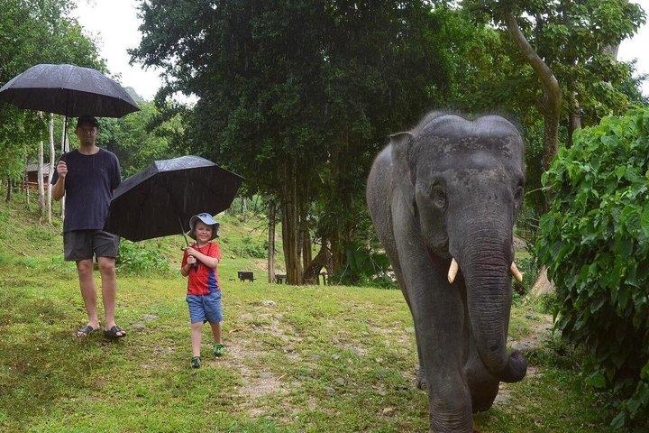 Phuket Ethical Elephant Care Sanctuary Nai Dee Half-Day or 2-Hour