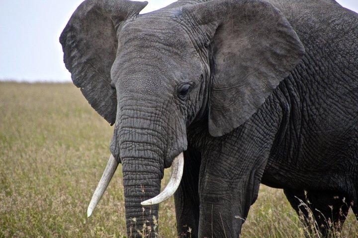 5-Day Tarangire, Serengeti & Ngorongoro Safari from Arusha