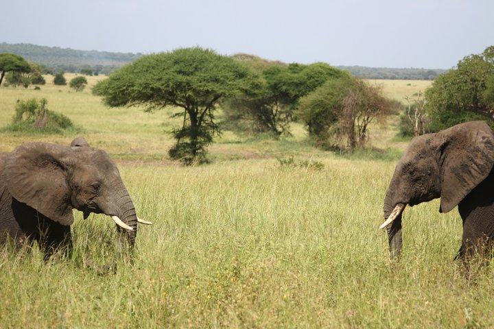 5-Day Tarangire, Serengeti & Ngorongoro Safari from Arusha