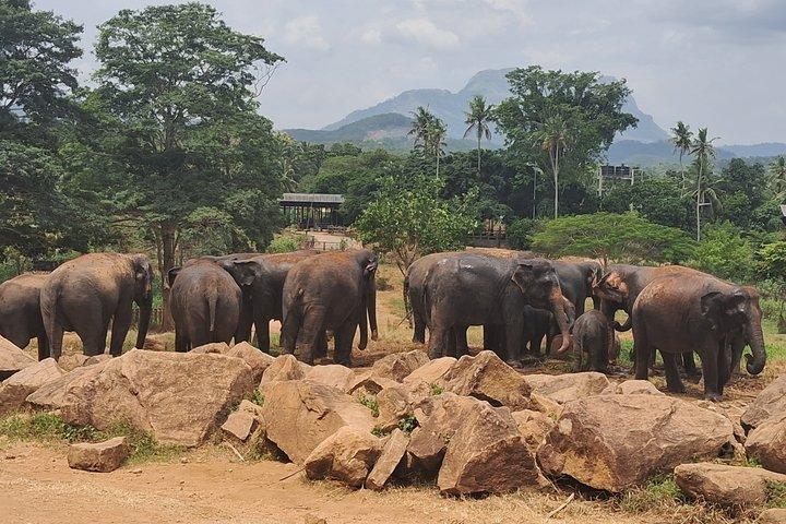 Colombo To Pinnawala & Kandy Luxury Day Tour by Car/Van/Bus