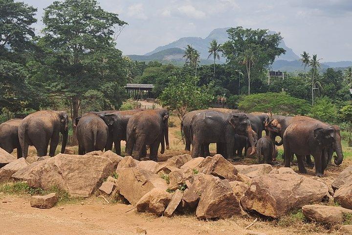 Colombo To Pinnawala & Kandy Luxury Day Tour by Car/Van/Bus
