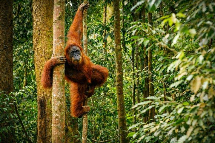 2 Day Bukit Lawang Orangutan Treking with Overnight Jungle Camp