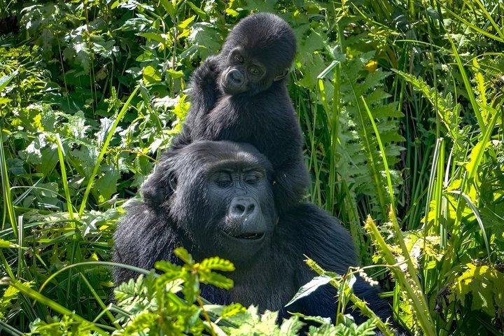 2 Day Gorilla Trekking Safari at Bwindi Impenetrable Forest