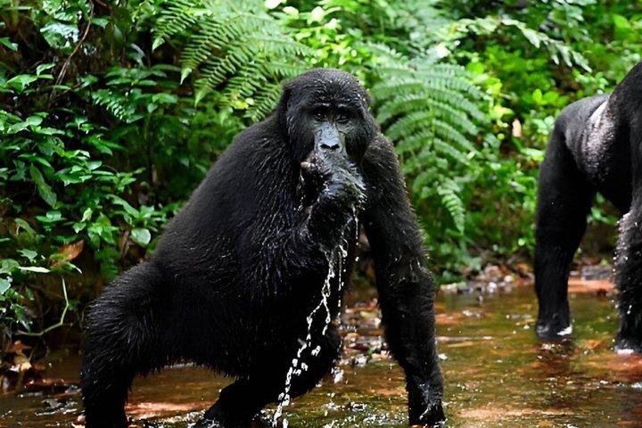 2 Day Gorilla Trekking Safari at Bwindi Impenetrable Forest