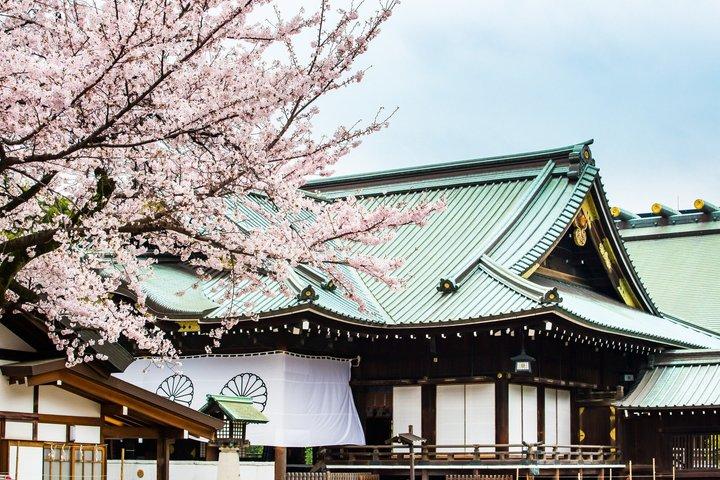 Tokyo Private Cherry Blossom Tour with a Shiba Inu & Shrine Walk