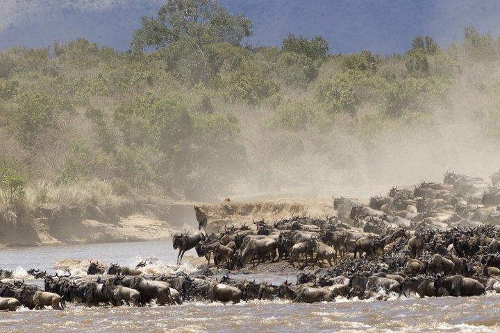5-Day Fly-In Wildebeest Migration River Crossing from Arusha