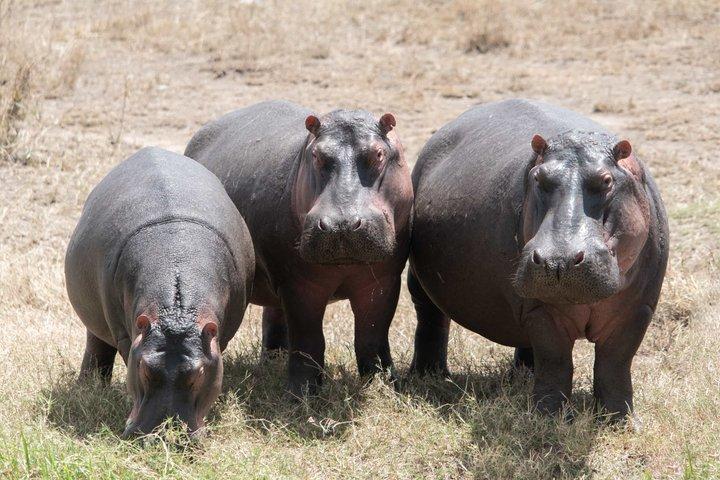 Tanzania Wildlife Budget Safaris full day in Arusha National Park