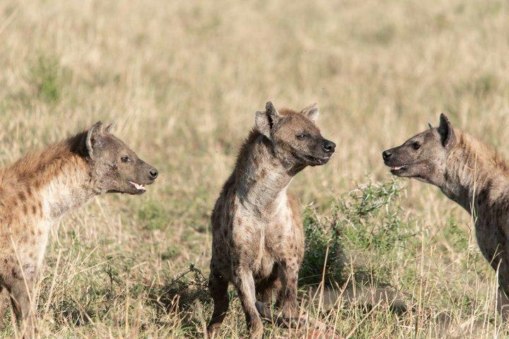Tanzania Luxury Safaris for Honeymooners in Serengeti Park
