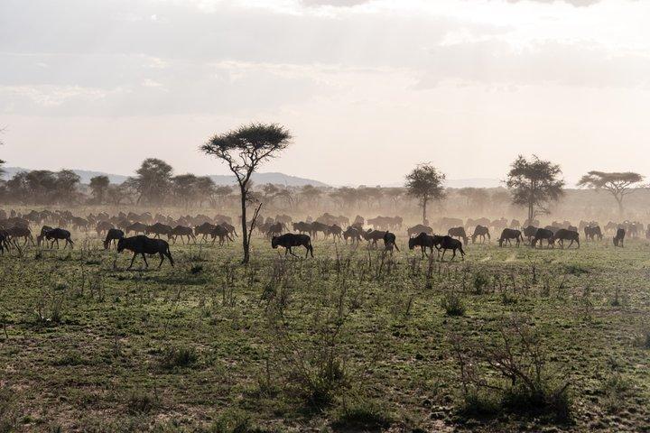Animals Migration in Serengeti national Park 6 Days Safaris