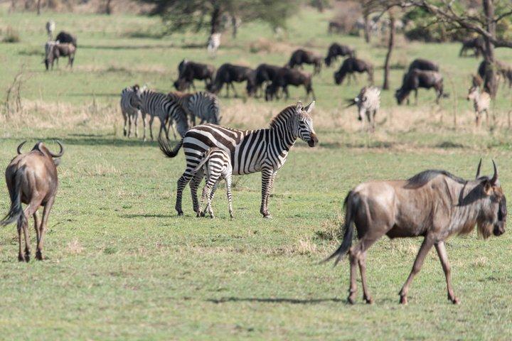 Tanzania Luxury Safaris for Honeymooners in Serengeti Park