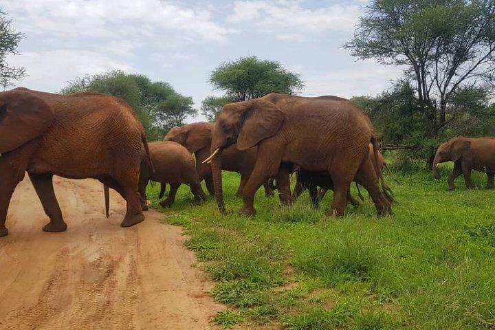4 Days Tanzania Wildlife Safaris in Ngorongoro Crater