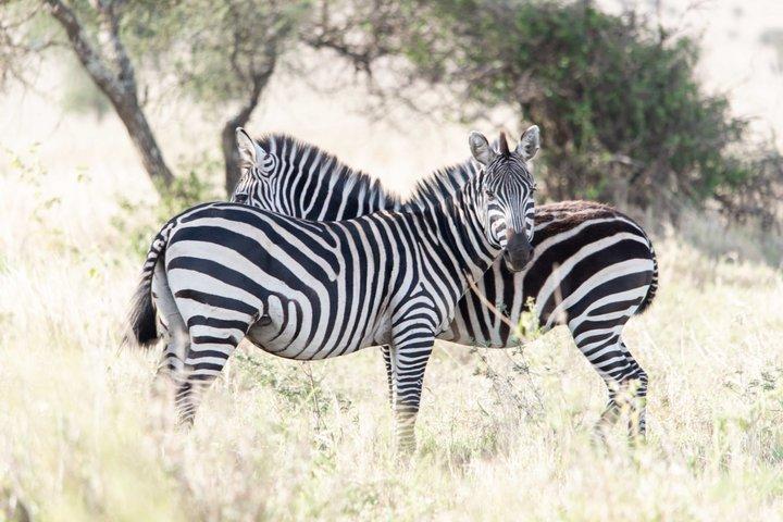 Tanzania Wildlife Budget Safaris full day in Arusha National Park