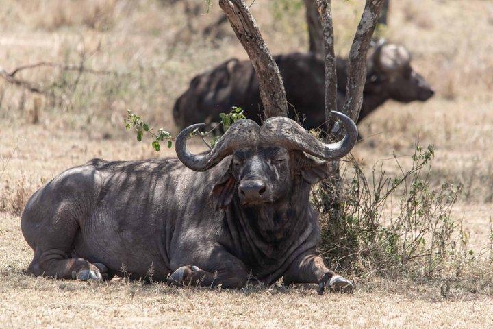 Tanzania Wildlife Budget Safaris full day in Arusha National Park