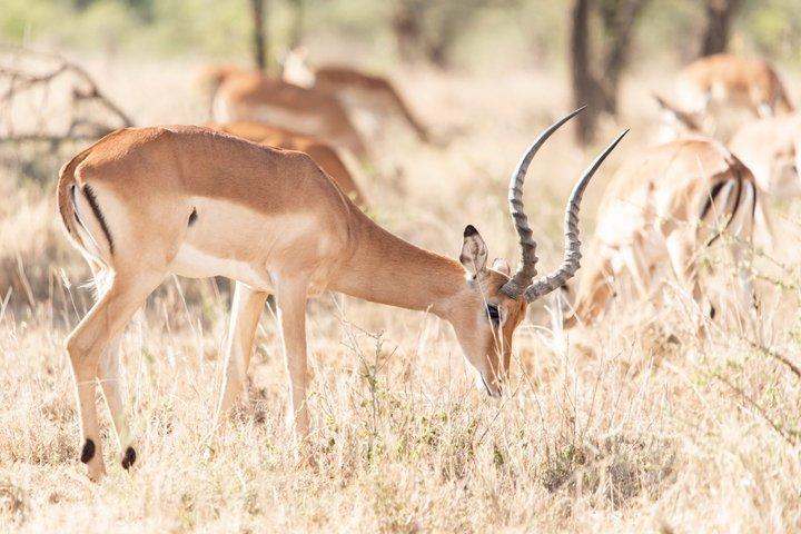 Tanzania Wildlife Budget Safaris full day in Arusha National Park