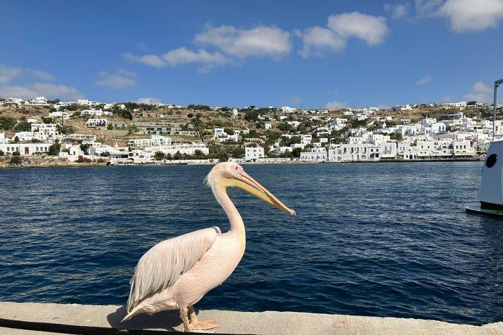 Design Your Perfect Island Day – Private Mykonos Tour