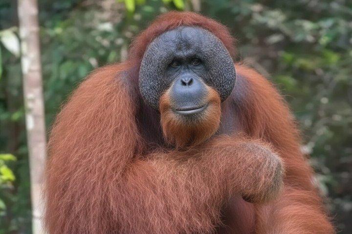 3-Day Ethical Orangutan Jungle Trek & River Tubing | Bukit Lawang