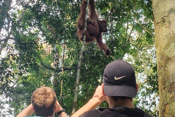 3-Day Ethical Orangutan Jungle Trek & River Tubing | Bukit Lawang