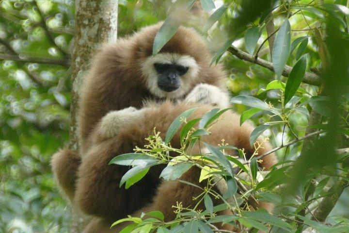 3-Day Ethical Orangutan Jungle Trek & River Tubing | Bukit Lawang