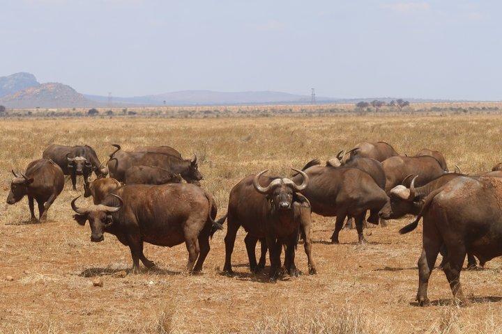 3 Days Tsavo East and Saltlick Lodge Safari from Diani Beach