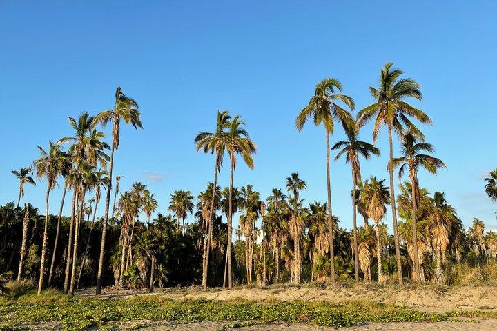 Todos Santos Hiking Tour