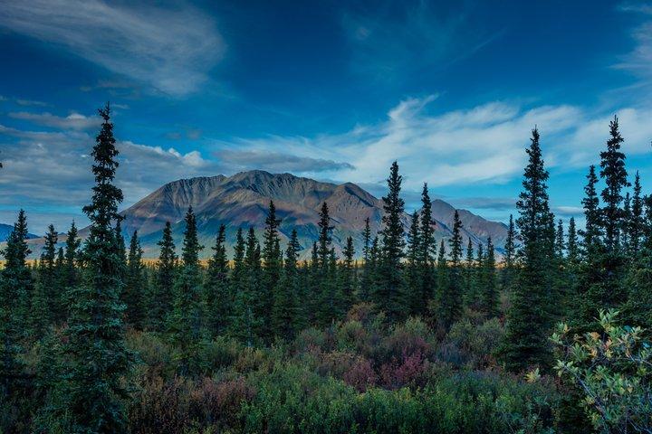 Wild Alaska Tour: Full-Day Scenic Journey from Fairbanks
