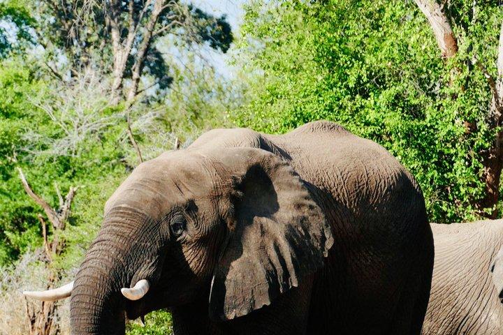 A Game Drive in the Zambezi National Park in Victoria falls